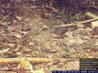 Crypturellus soui - Little Tinamou